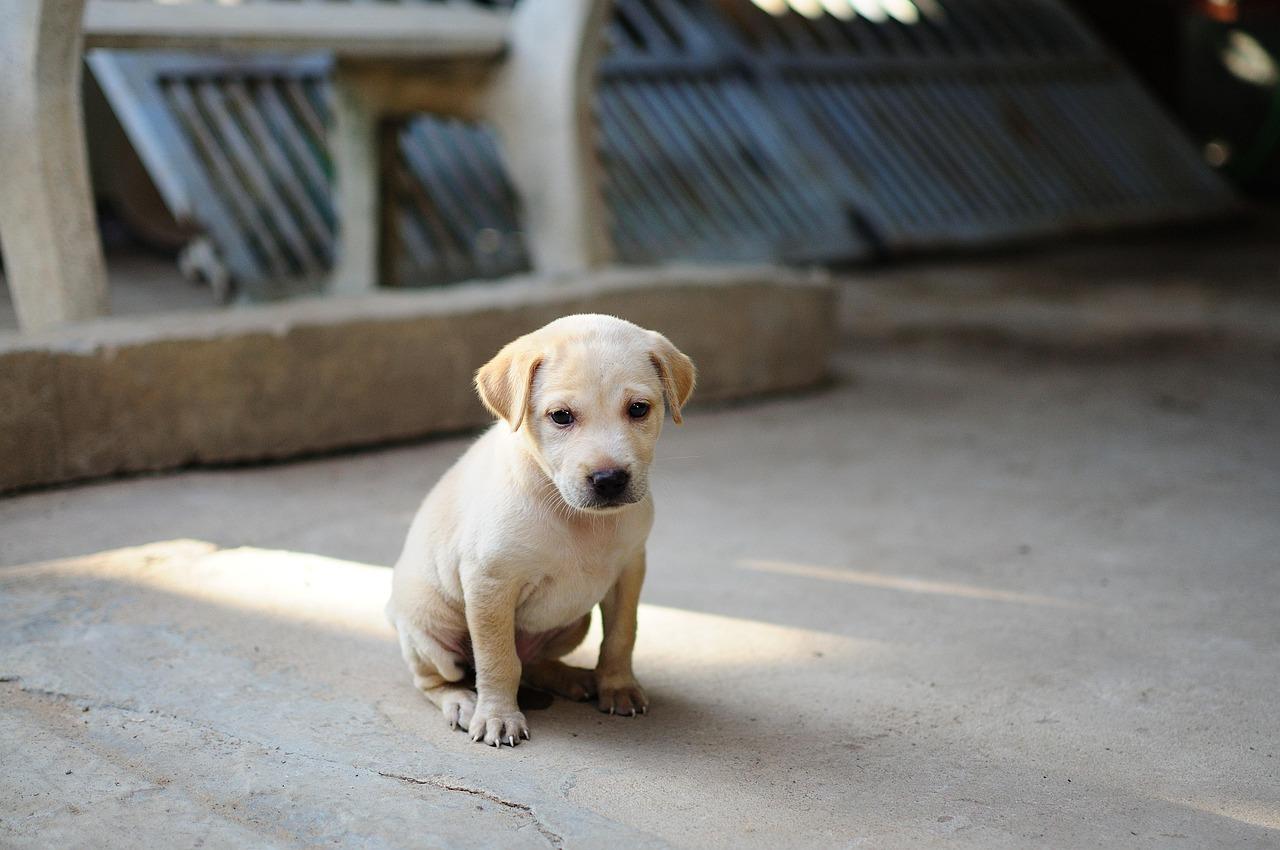 puppy on living room carpet