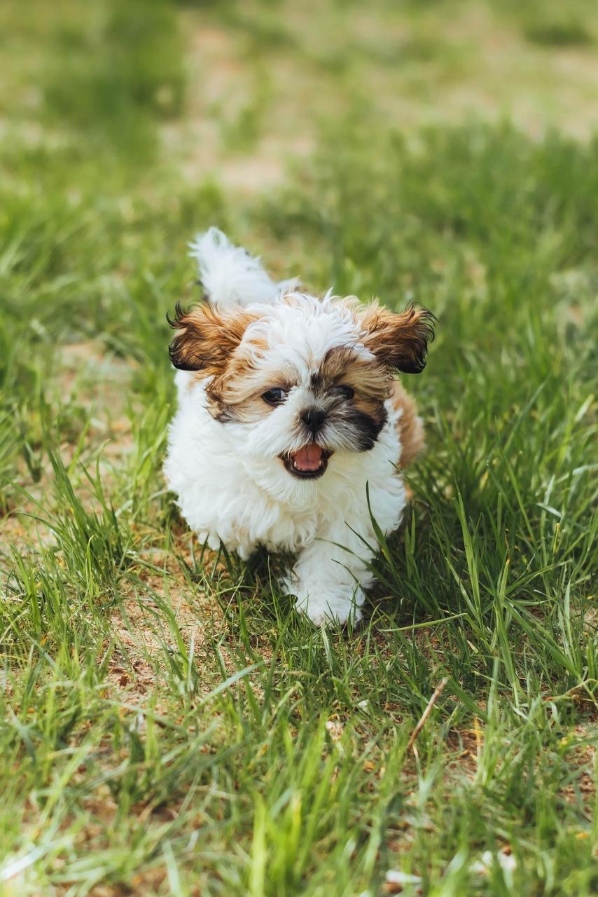 puppy playing on grass