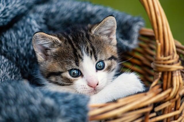 wee cat