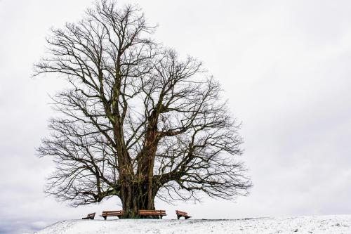 Elm tree on hill covered in snow